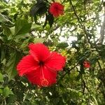 Hibiscus schizopetalusCvet