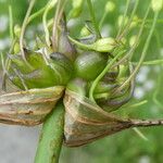 Allium oleraceum Fruit