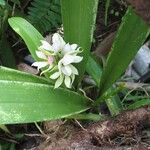 Prosthechea chacaoensis Kvet