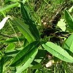 Trifolium montanum Leaf