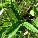 Trifolium montanum Fuelha