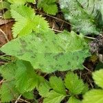 Hieracium maculatum Fuelha