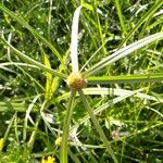 Cyperus aromaticus Flower