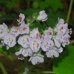 Hydrophyllum appendiculatum Flower