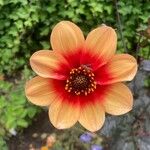Dahlia x cultorum Flower