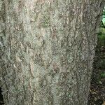 Celtis occidentalis Bark