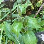 Oenothera × fallax Leaf