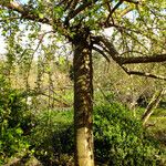 Prunus × yedoensis Habitat