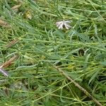 Saponaria sicula Frunză