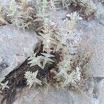 Stachys palaestina Hoja