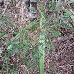 Libocedrus plumosa Leaf