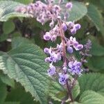 Plectranthus fruticosus Blüte