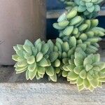 Sedum burrito Feuille