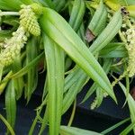 Mycaranthes floribunda Foglia