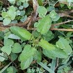 Stachys floridana Blad