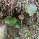 Adiantum reniforme Folio