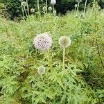 Echinops exaltatus 花