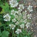 Heracleum sphondyliumKvet