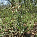 Hesperis tristis Hábito