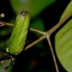 Ferdinandusa panamensis Corteza