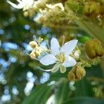 Cossinia pinnata Bloem