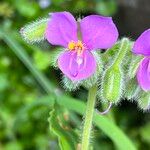 Tinantia erecta Blüte
