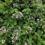 Rubus armeniacus Habit