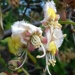 Hiptage benghalensis Floare