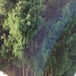 Cupressus sempervirens عادت