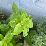 Mirabilis longiflora Blatt