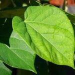 Cercis chinensis পাতা