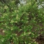 Cassinia quinquefaria Habit