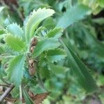 Capraria biflora Plod