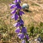 Campanula bononiensis 花