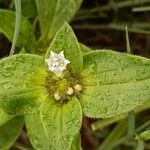 Richardia brasiliensis Flower