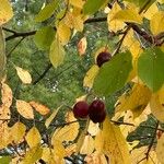 Malus baccataFruit