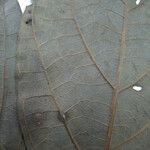 Ocotea amazonica Máis