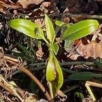 Valeriana lecoqii Other