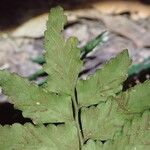 Asplenium macrophlebium ഇല