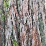 Sequoia sempervirens പുറംതൊലി