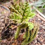 Gunnera tinctoria 整株植物