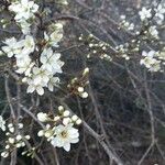Prunus spinosa फूल
