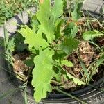 Quercus austrina Frunză