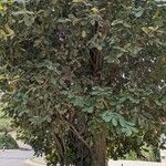 Quercus rugosa 整株植物