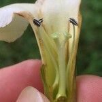 Bourreria costaricensis 花