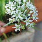 Allium tuberosumᱵᱟᱦᱟ