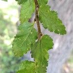 Nothofagus antarctica Leaf