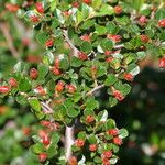 Cotoneaster apiculatus Fruit