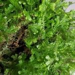 Selaginella stenophylla Лист