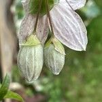 Clematis cirrhosa पत्ता